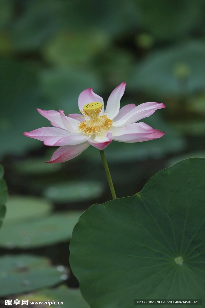 莲花