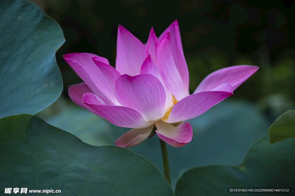 莲花