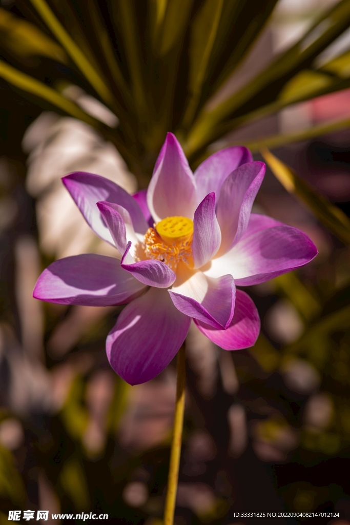 莲花