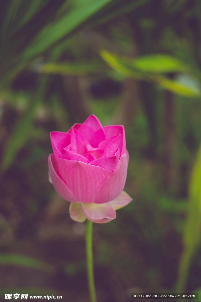 莲花