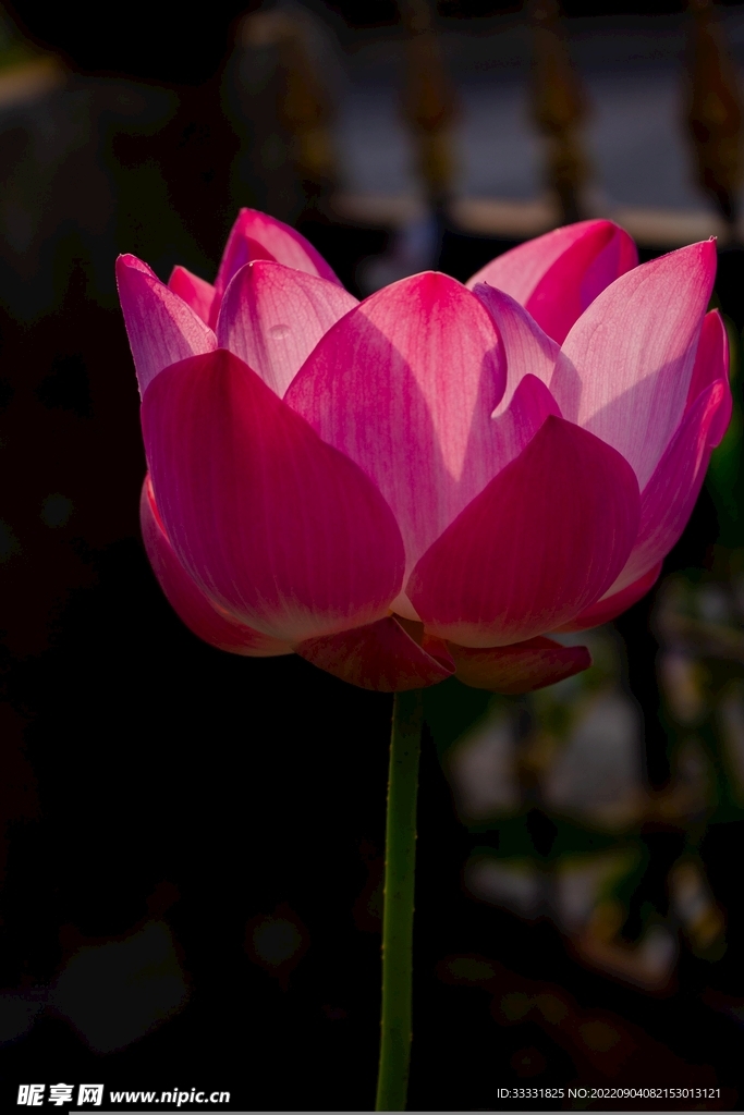 莲花
