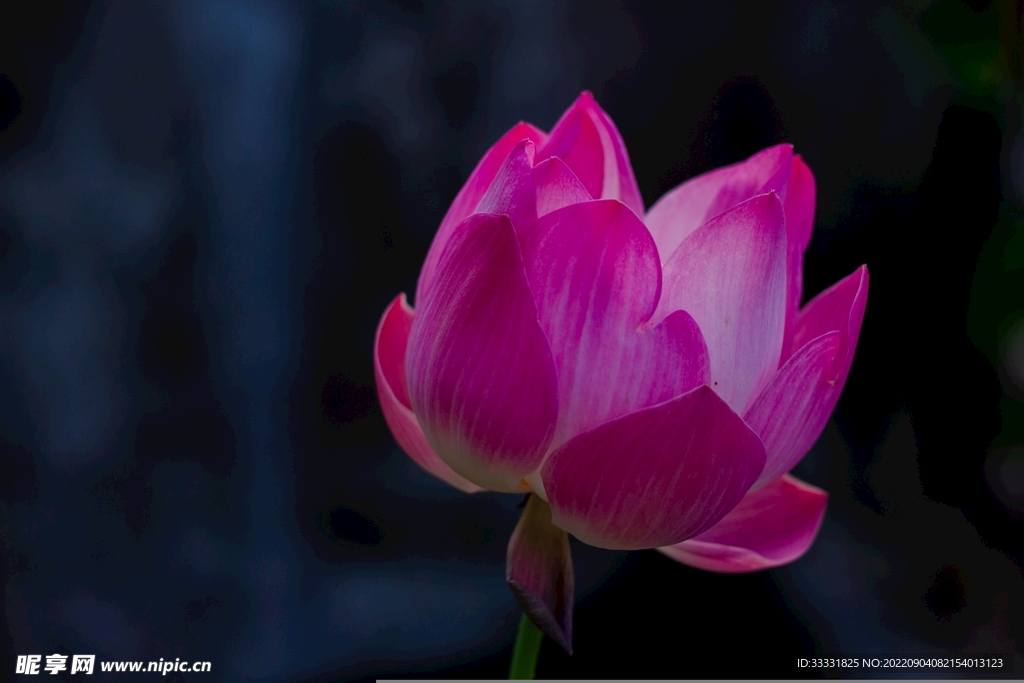 莲花