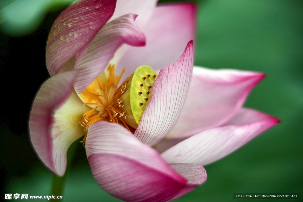 莲花