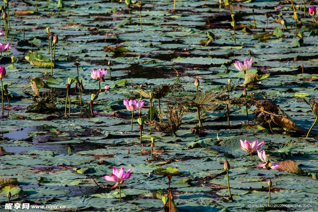 莲花