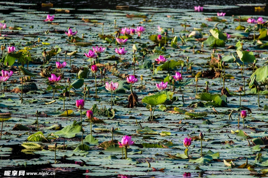 莲花