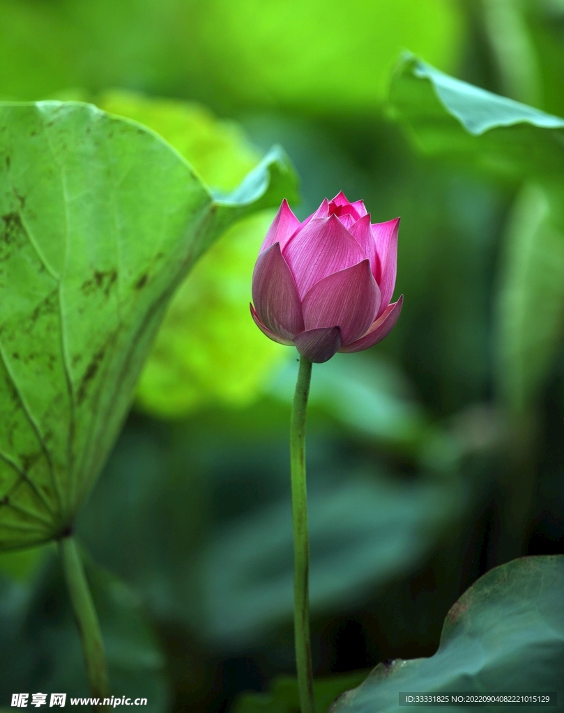 莲花