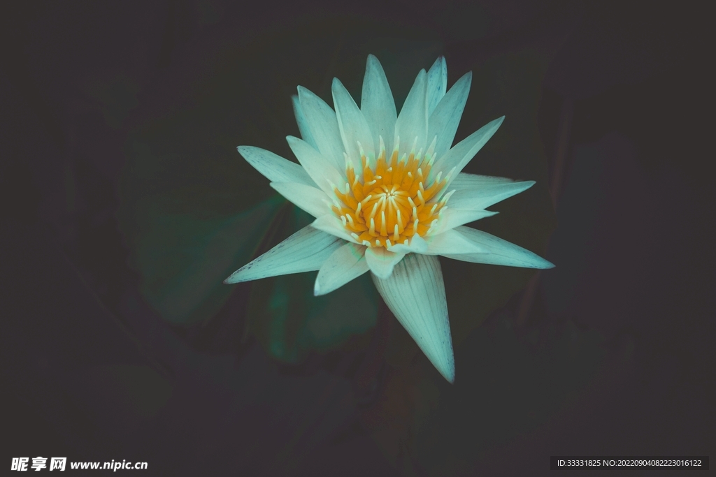 莲花