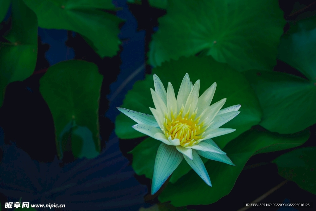 莲花