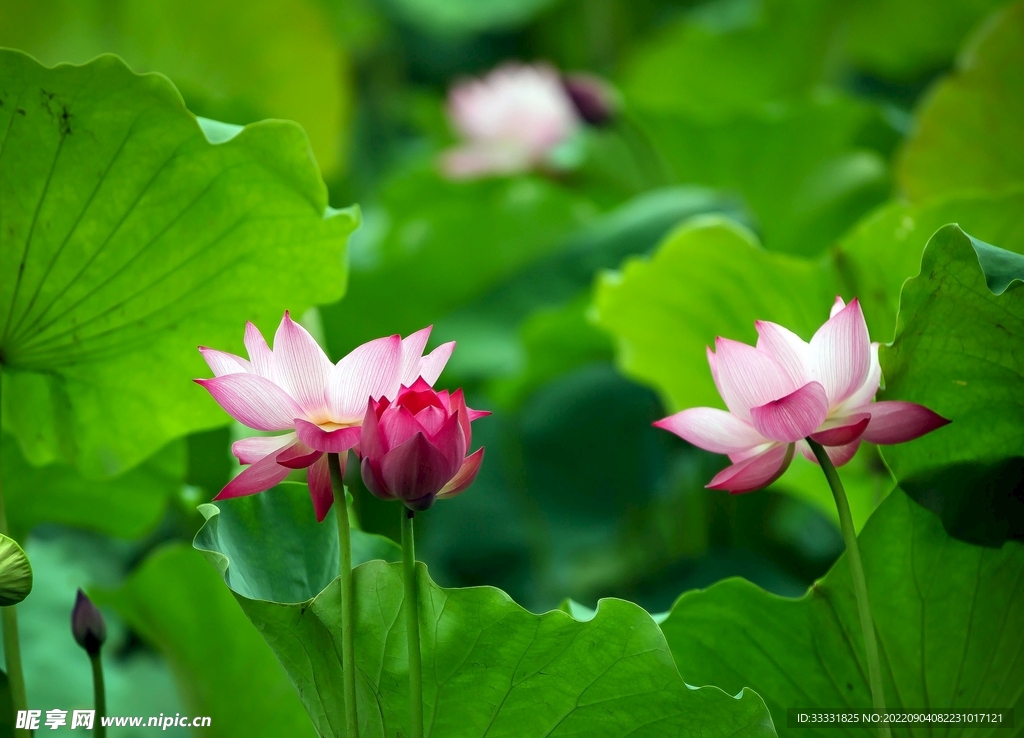 莲花