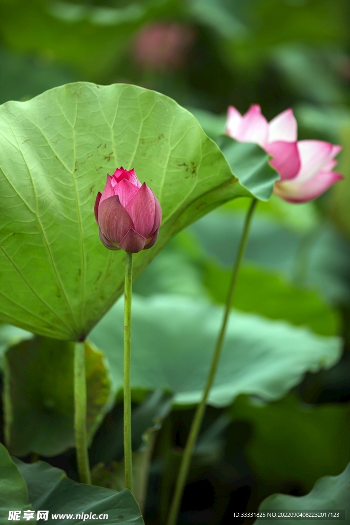 莲花