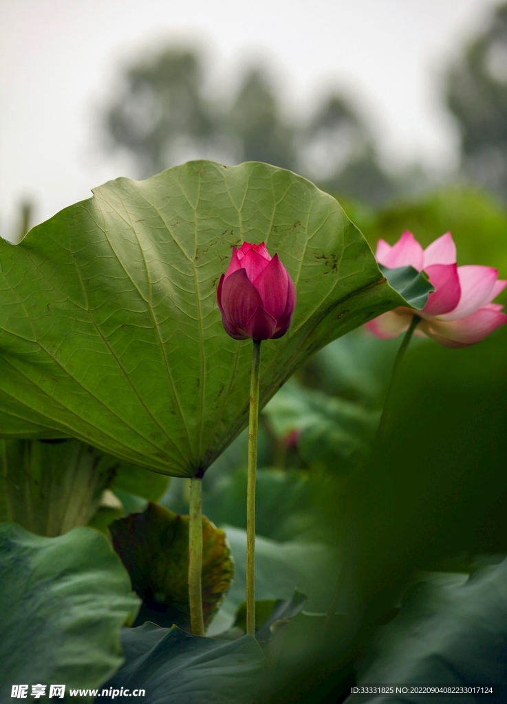 莲花