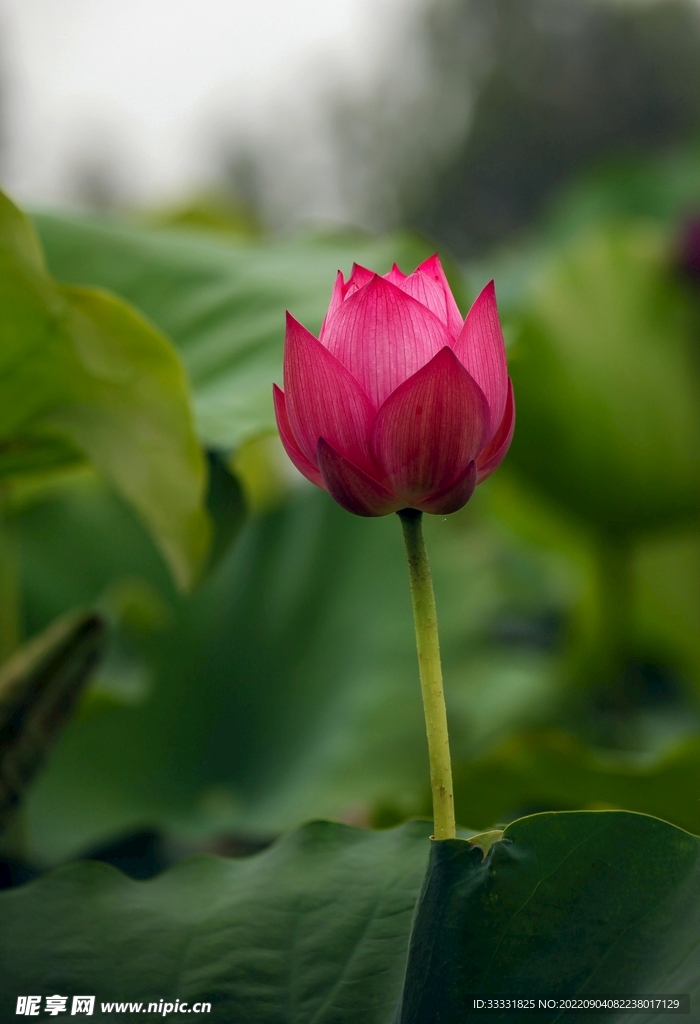 莲花