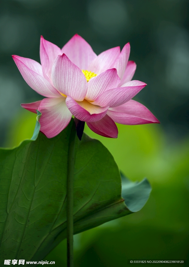 莲花