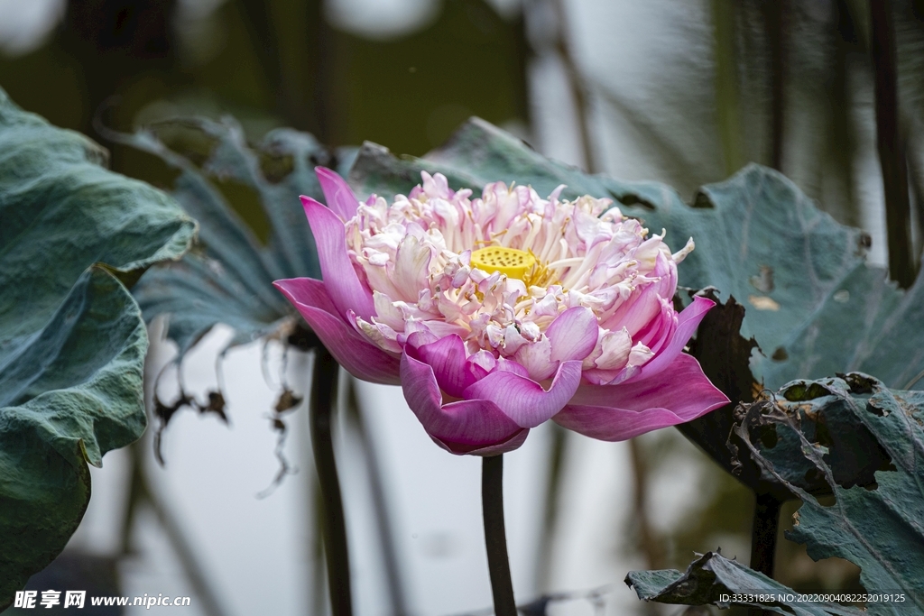 莲花