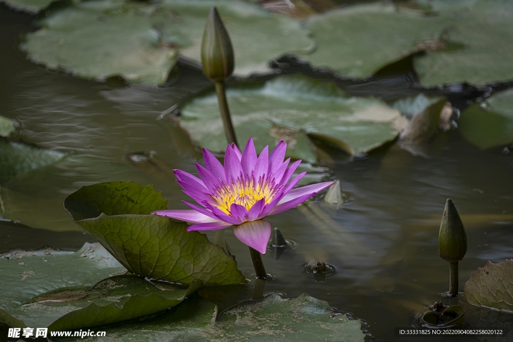 莲花