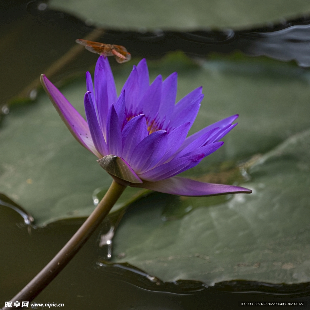 莲花