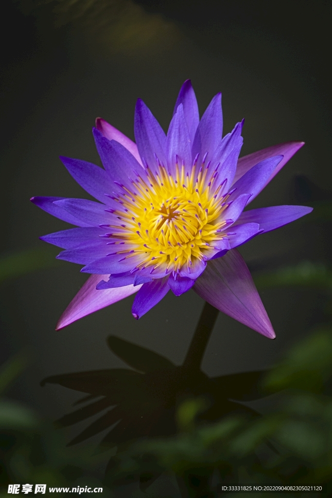 莲花