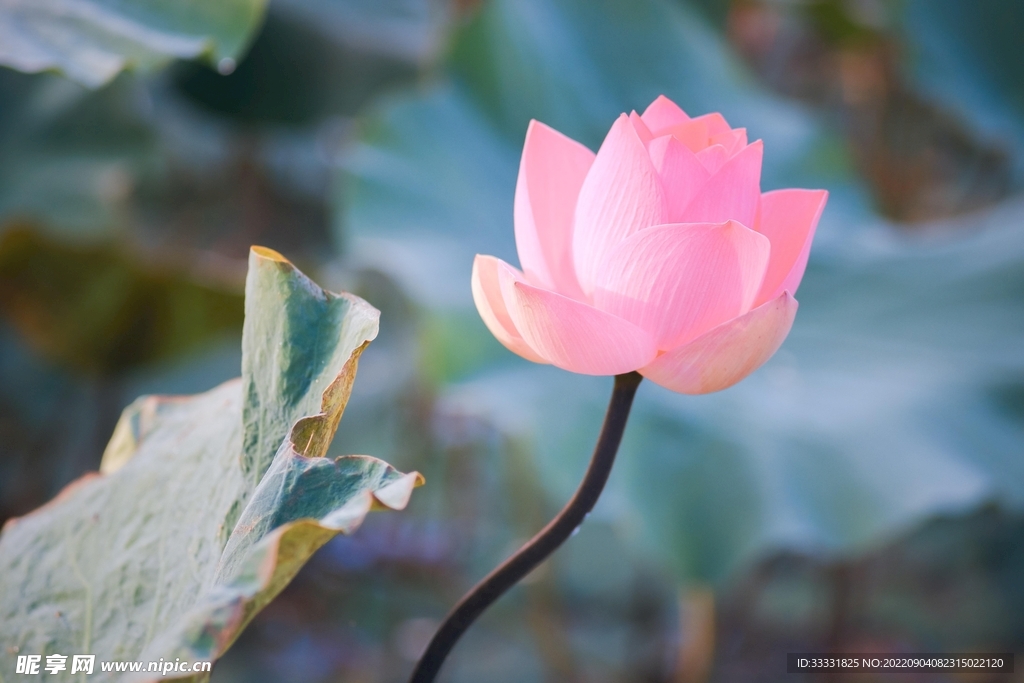 莲花