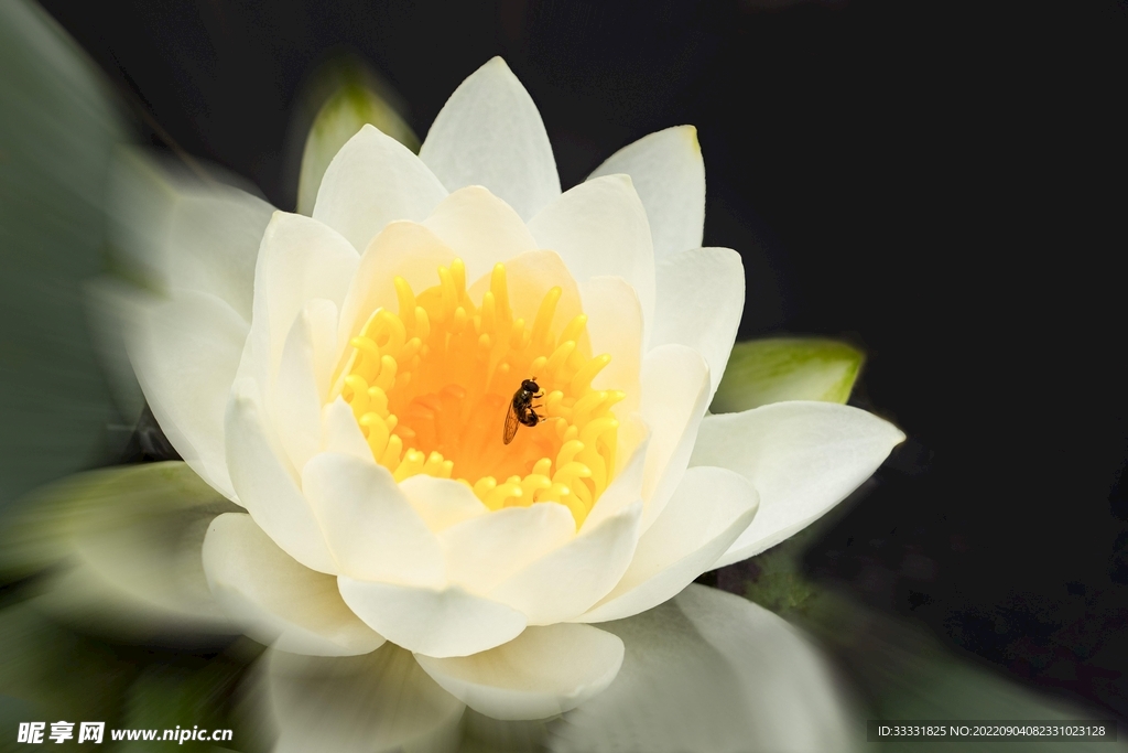 莲花
