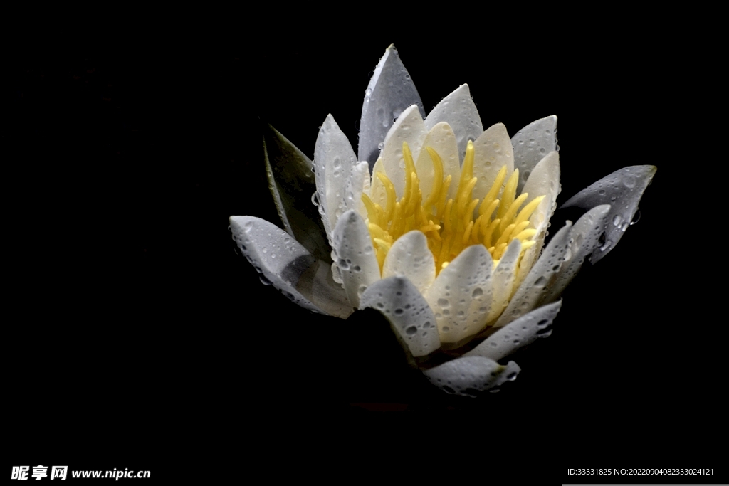 莲花