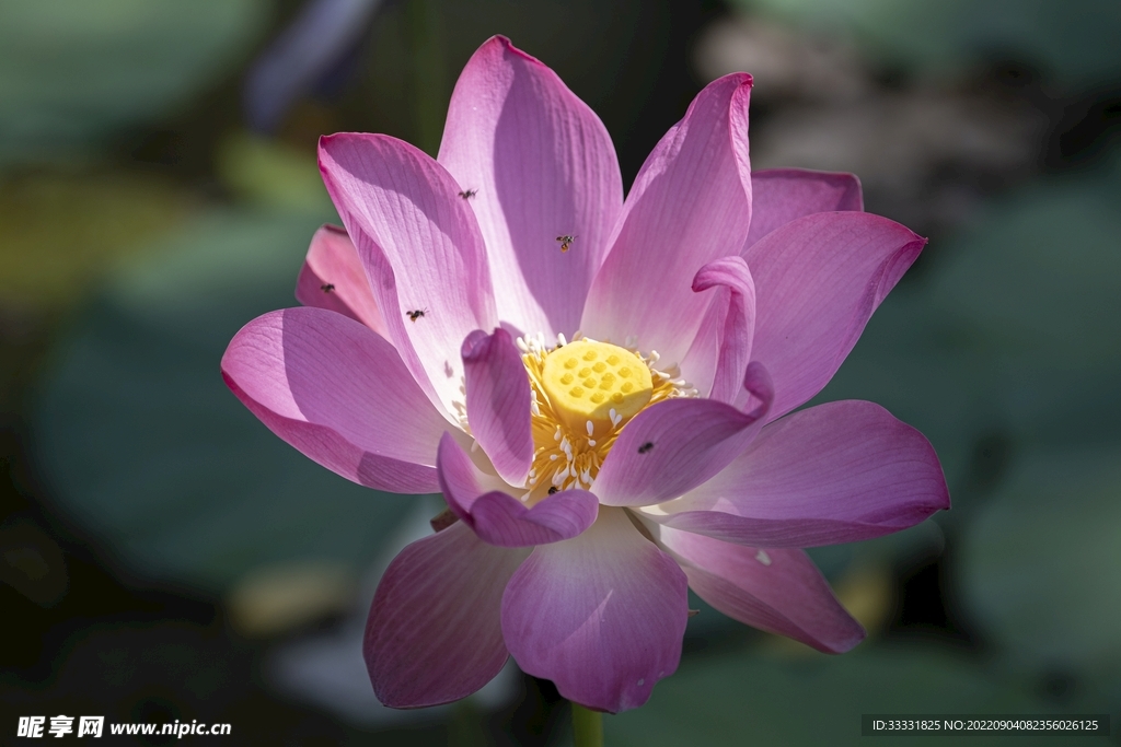 莲花