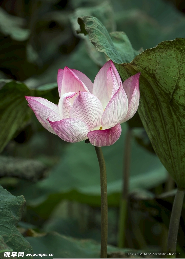 莲花