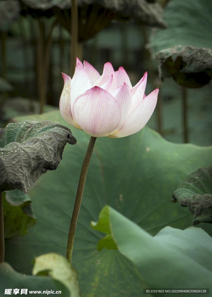莲花