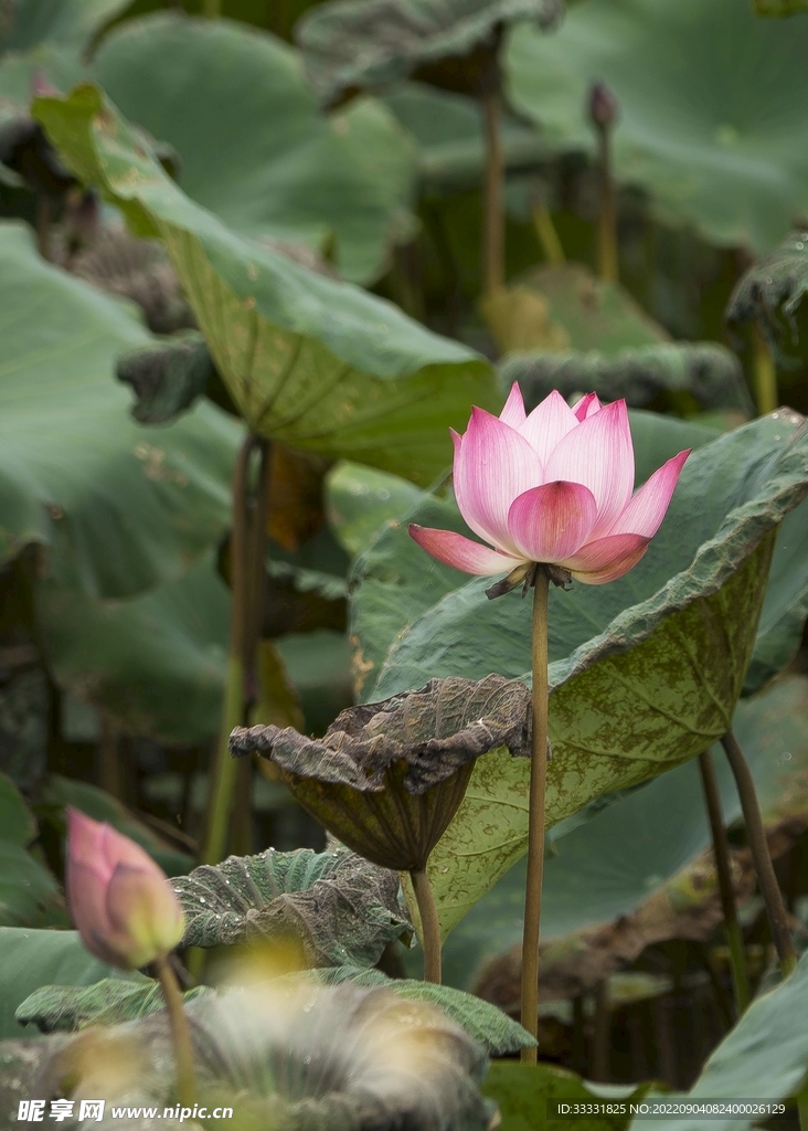 莲花