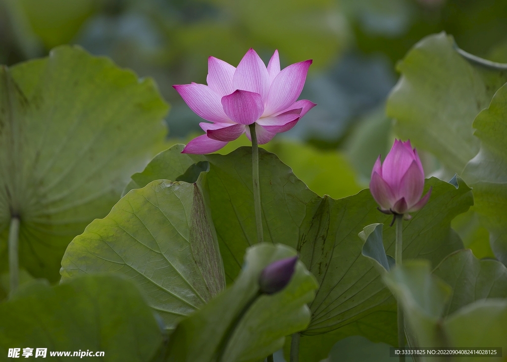 莲花