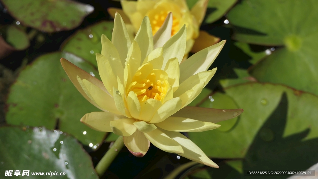 莲花