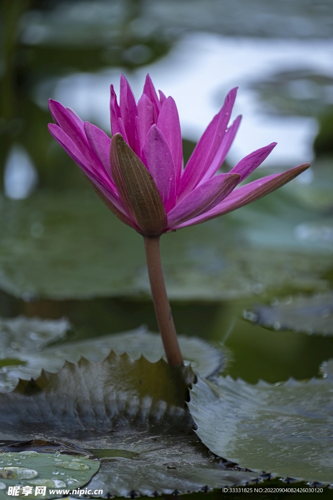 莲花