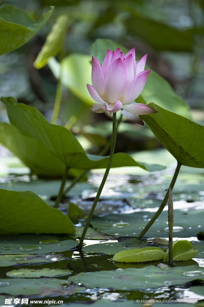 莲花