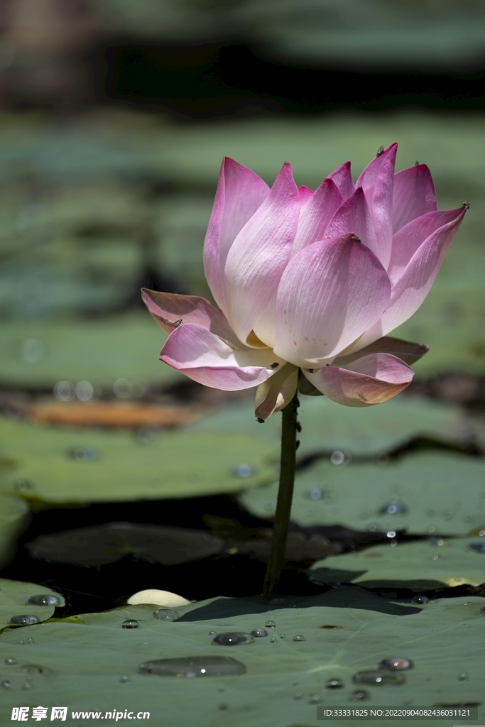 莲花