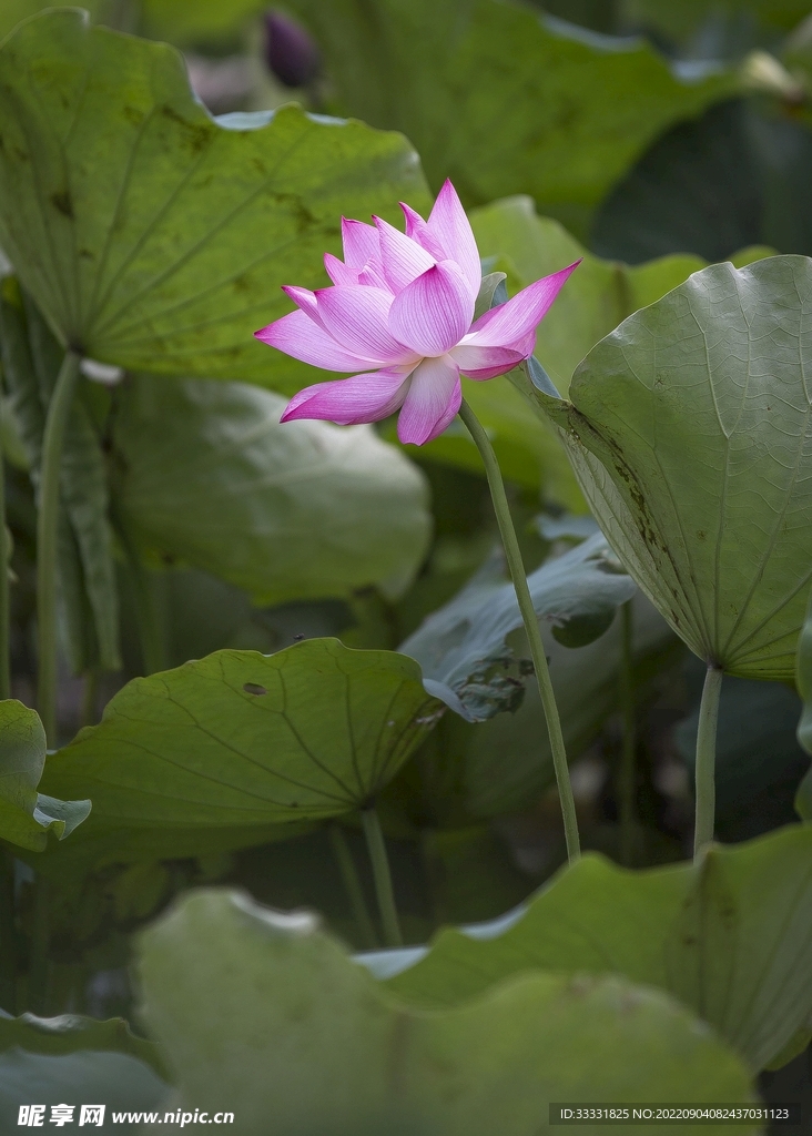 莲花