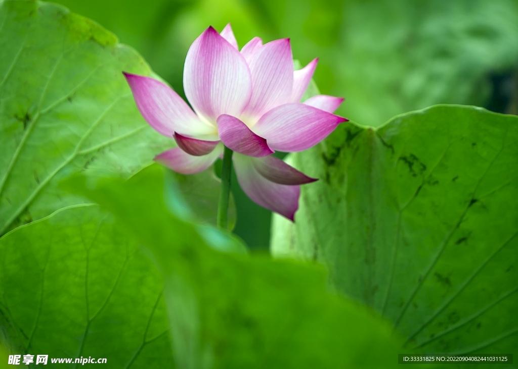莲花