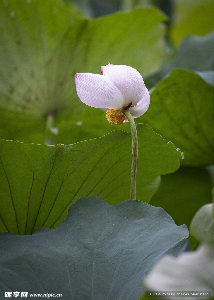 莲花