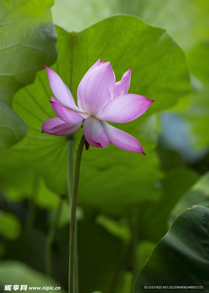 莲花