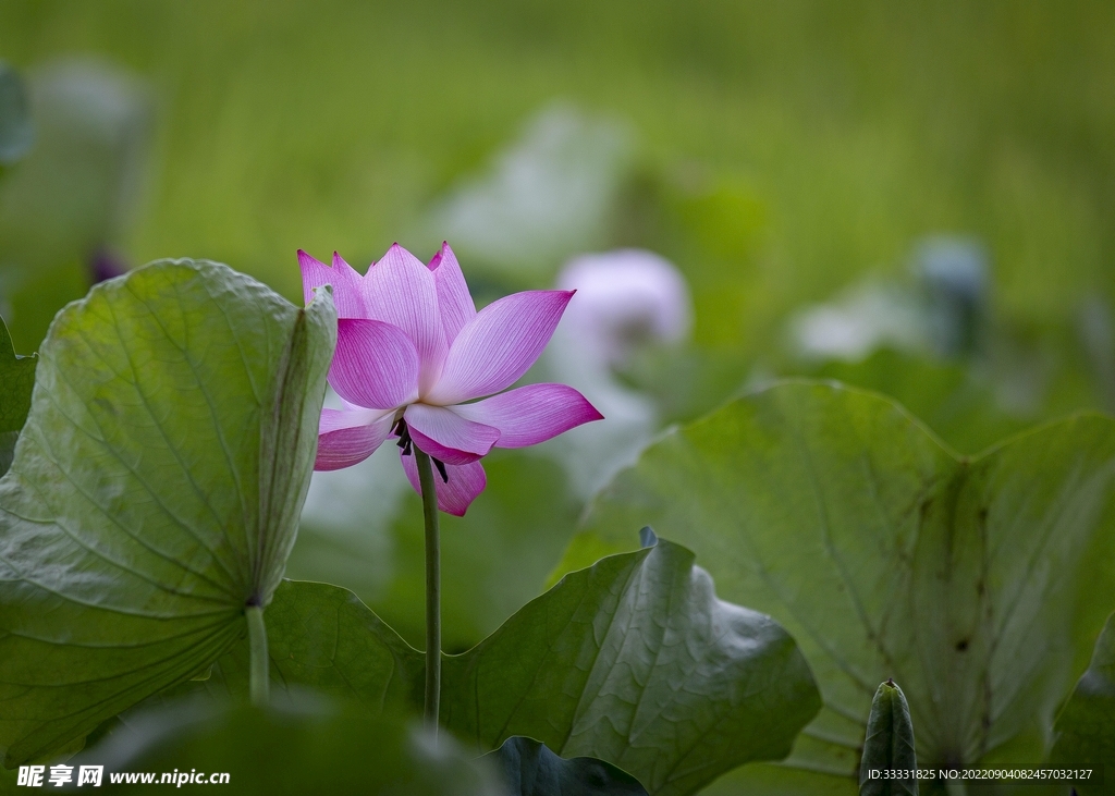 莲花