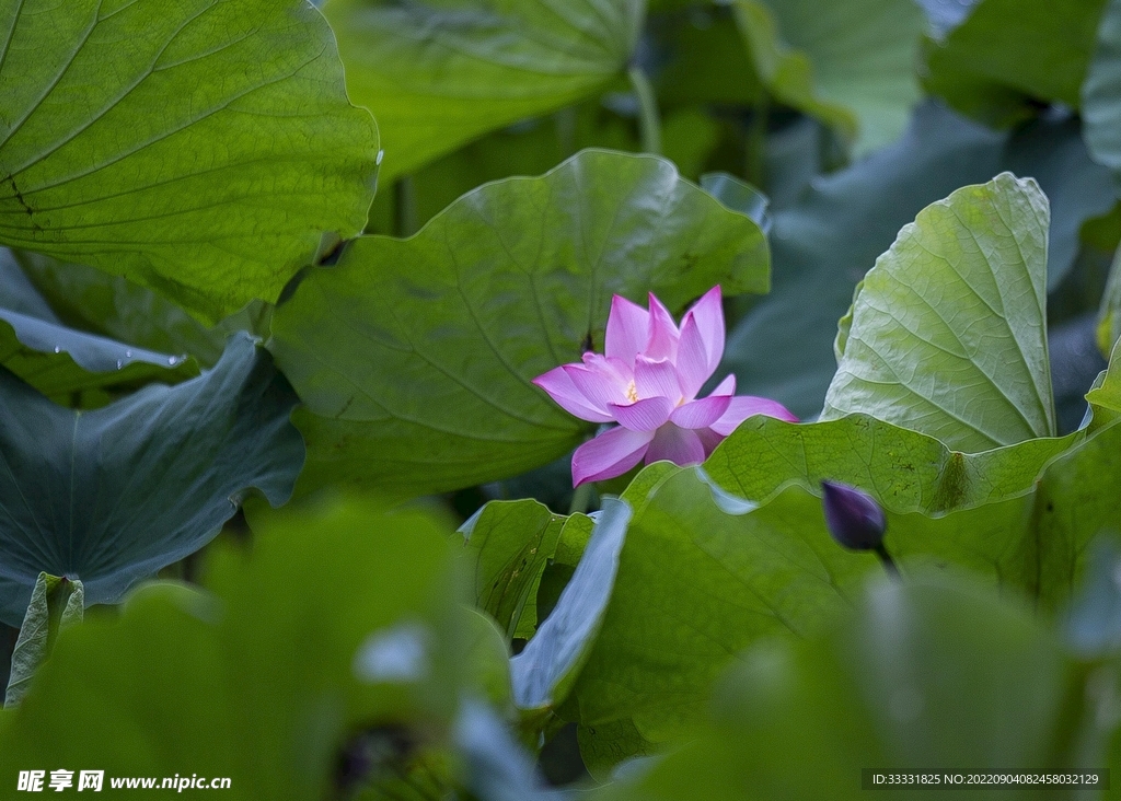 莲花