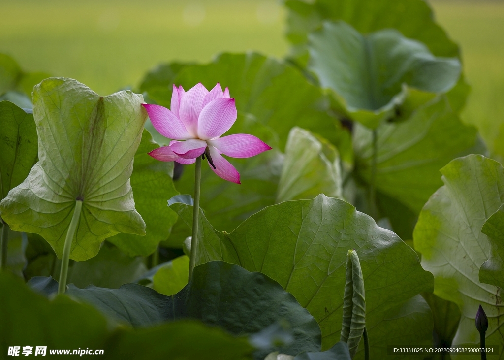 莲花