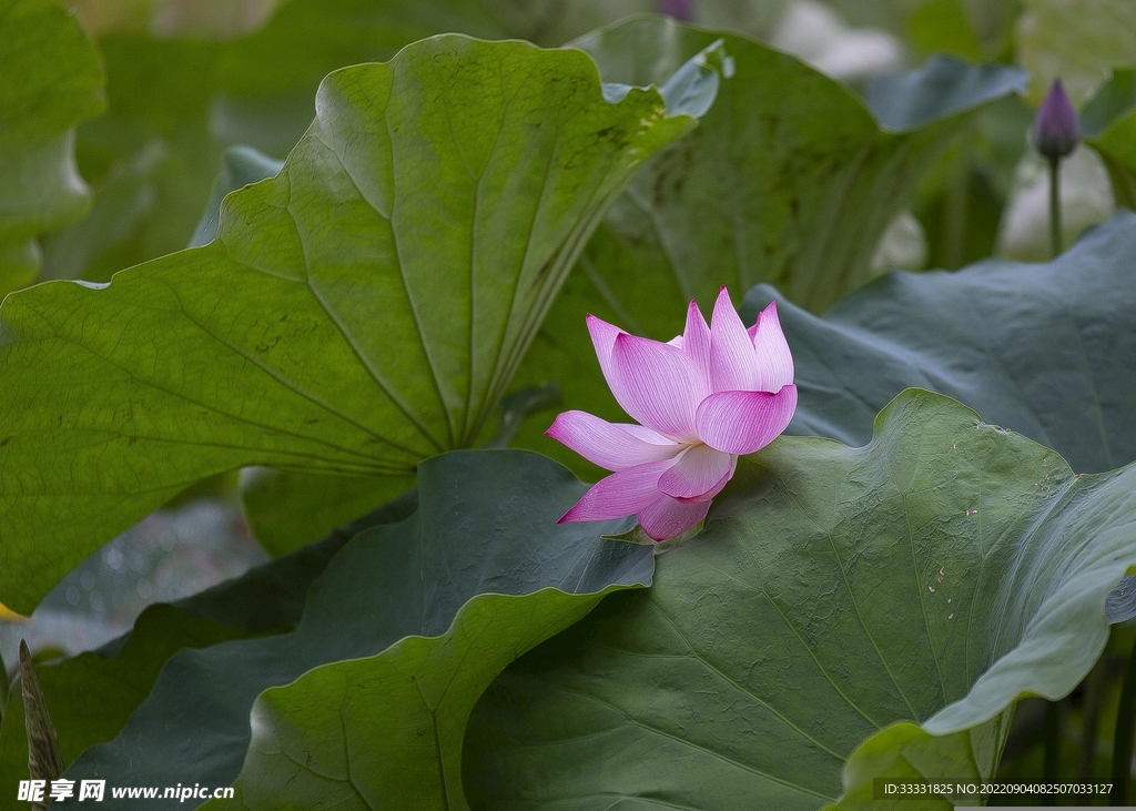 莲花