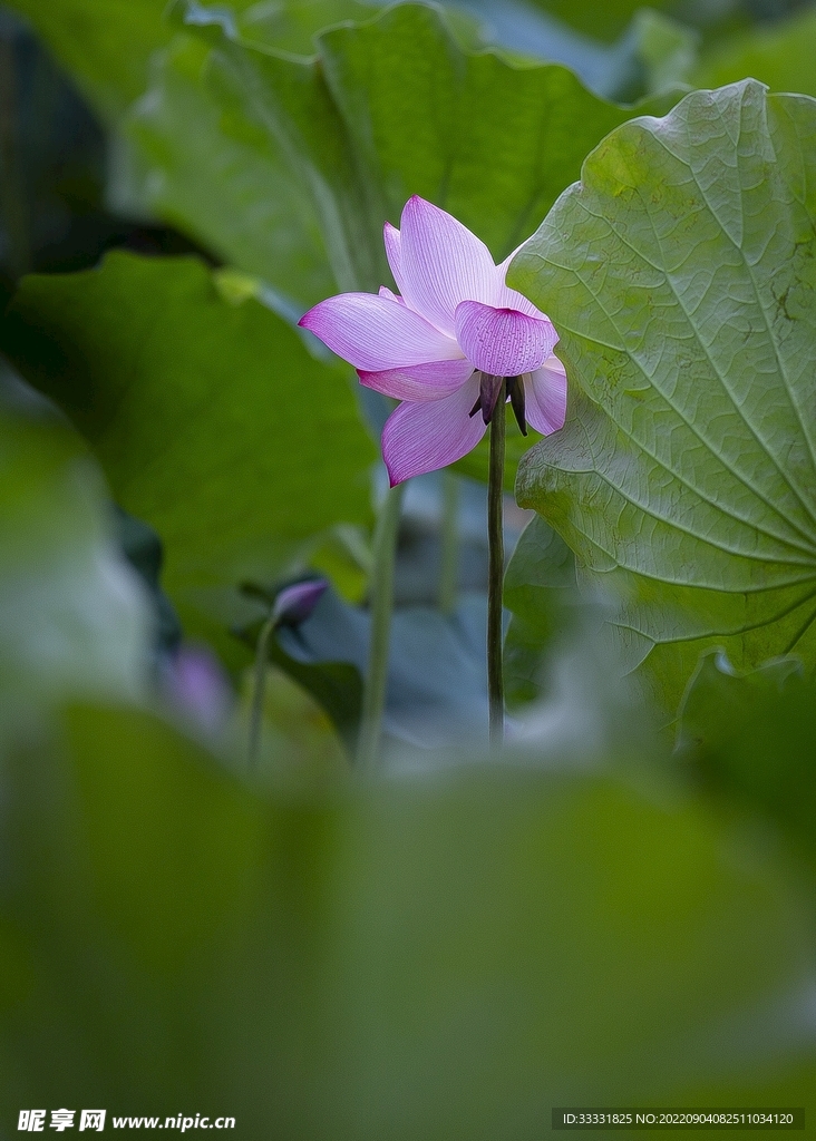 莲花