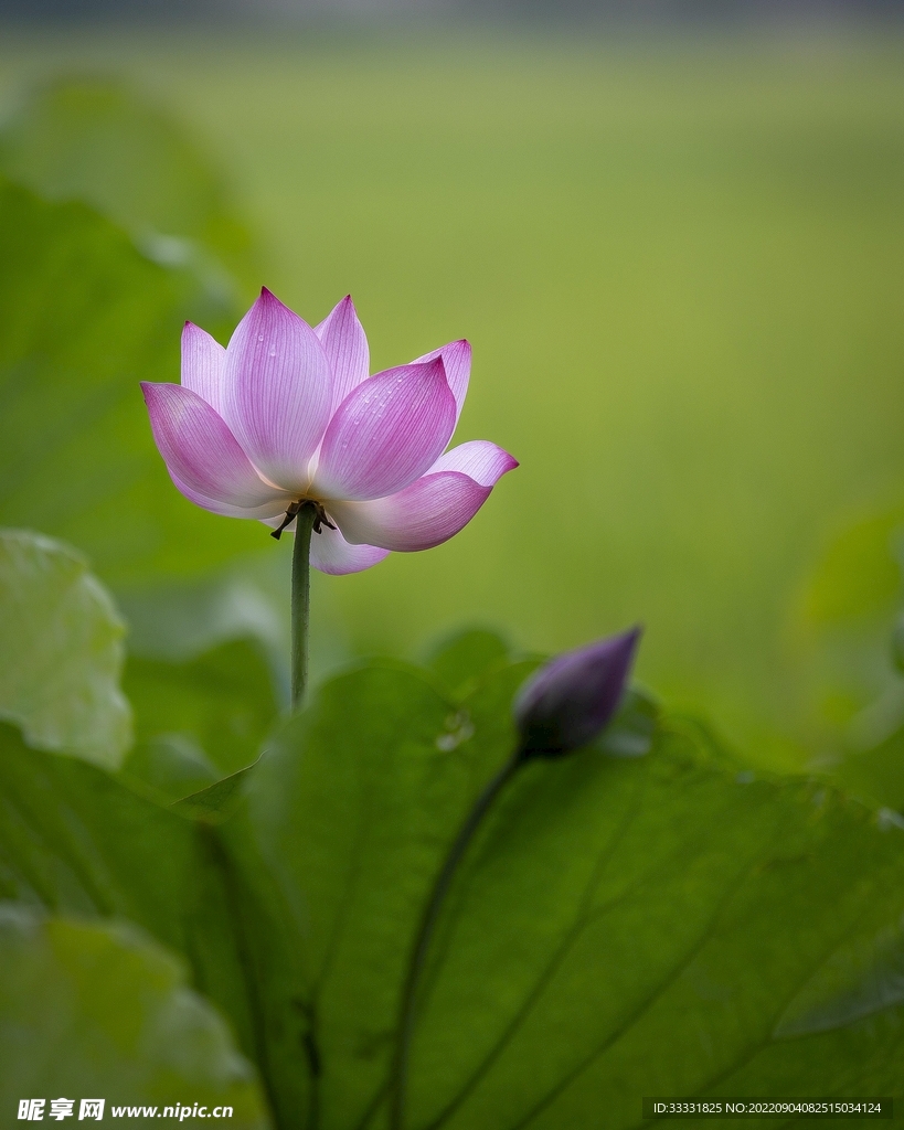 莲花