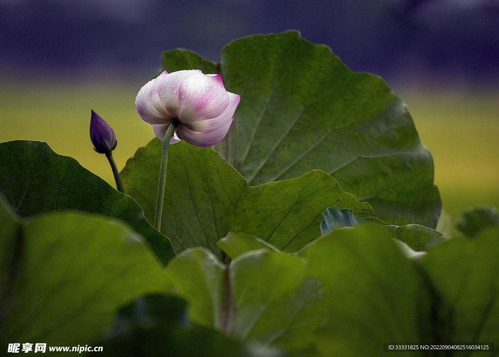 莲花