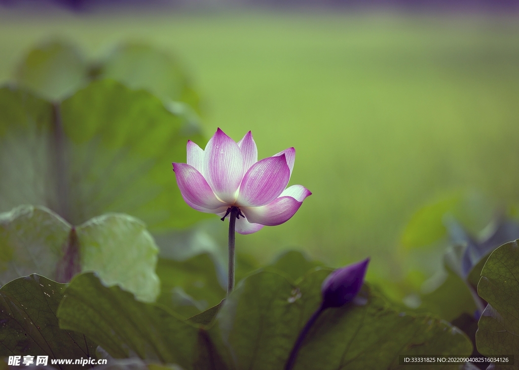 莲花