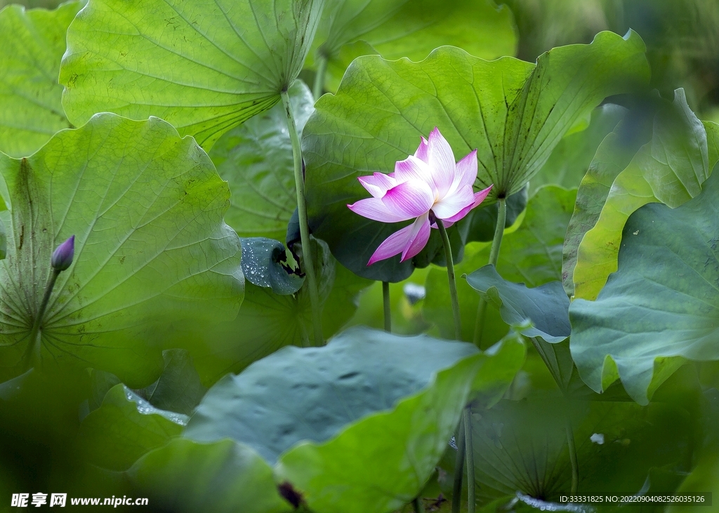 莲花
