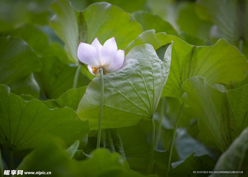 莲花