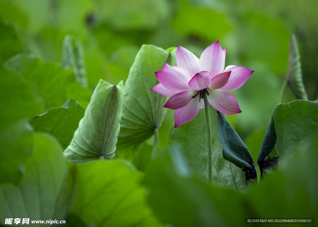 莲花