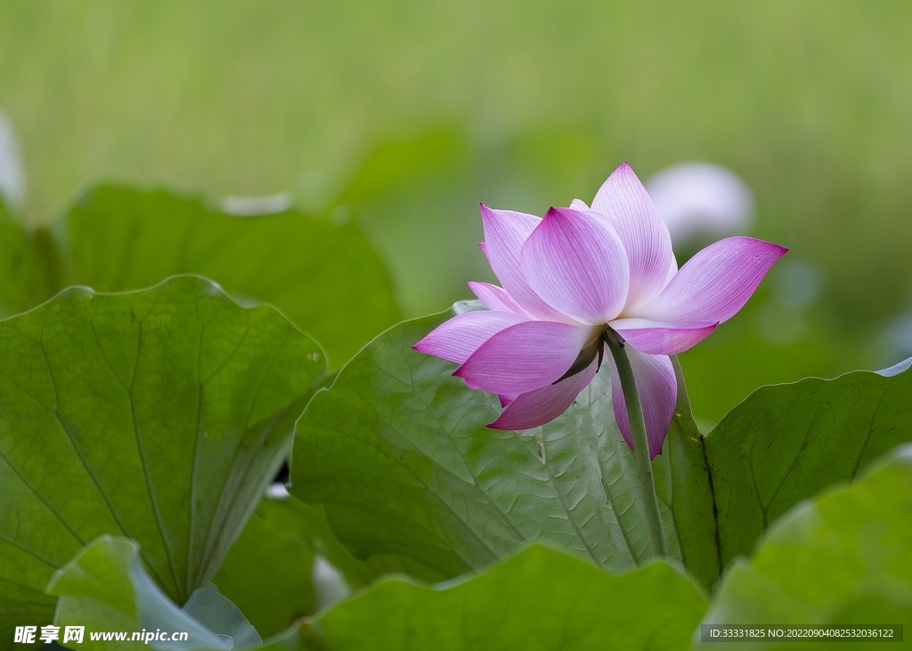 莲花