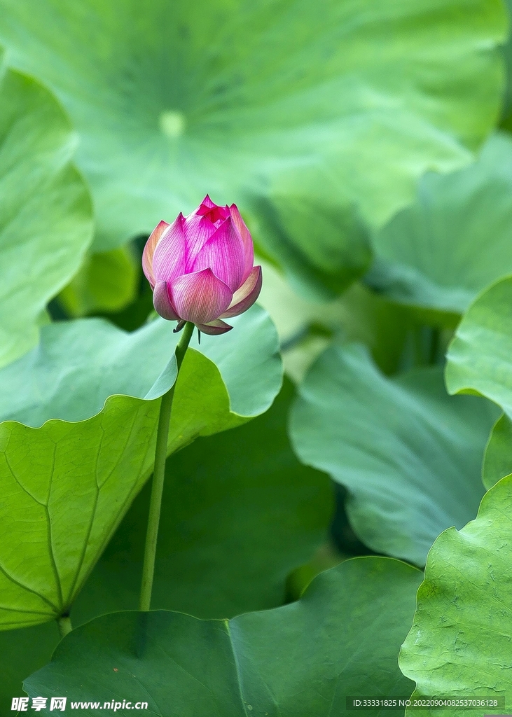 莲花